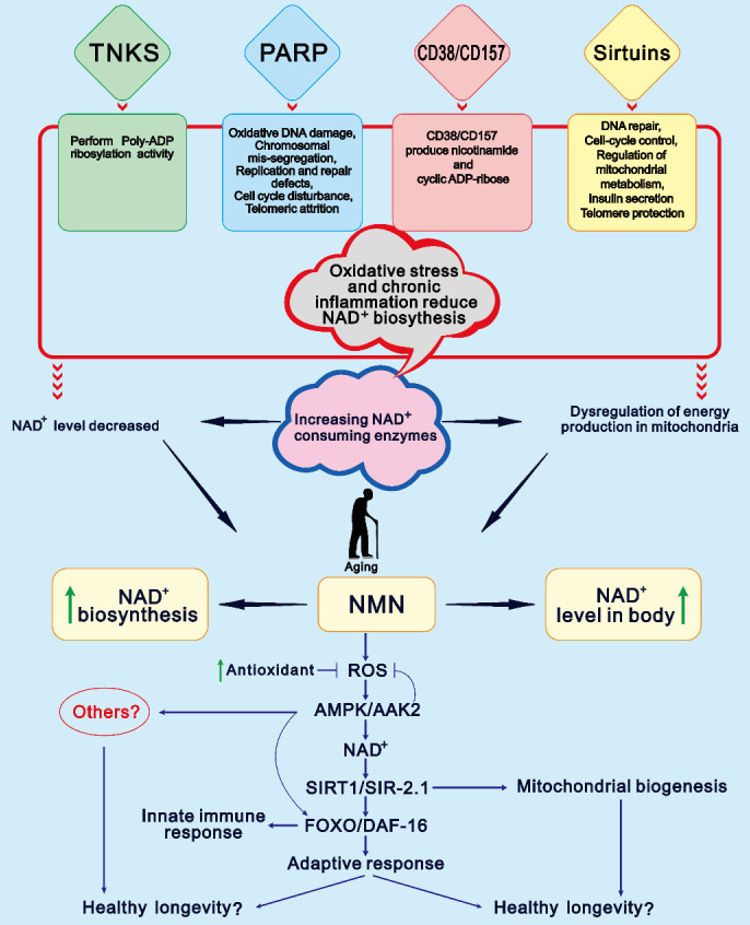 NMN介导长寿的假设模型以及NAD+水平随年龄下降的主要原因