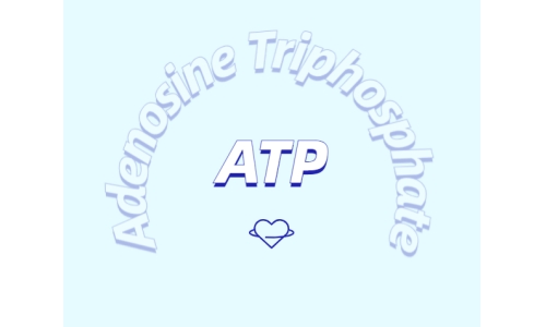 细胞内ATP的作用