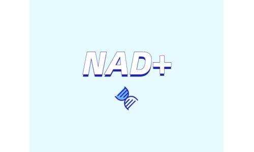 NAD+ 对身体有什么作用？如何获取 NAD+？