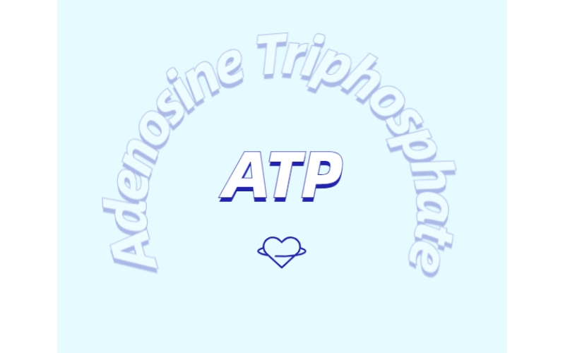 ATP有什么用？